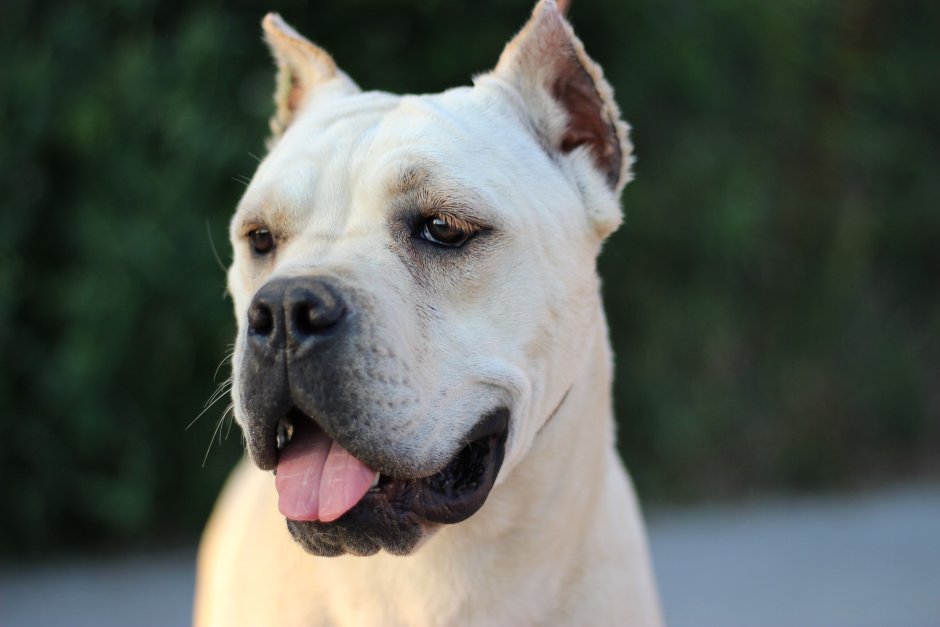 Американский питбуль черный