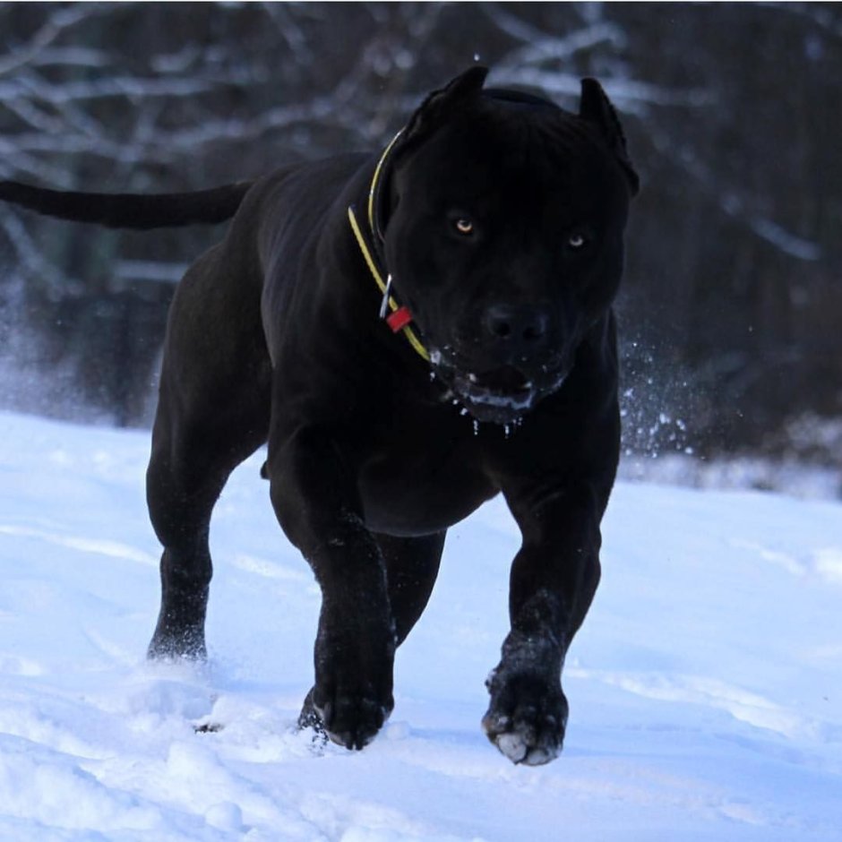 Cane Corso Puppy Play