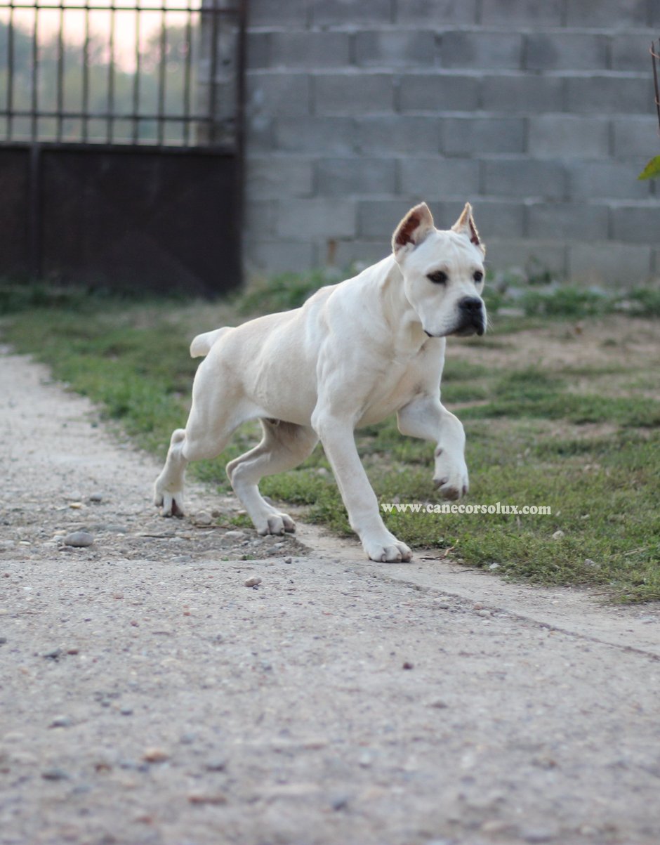 Американский питбуль пантера