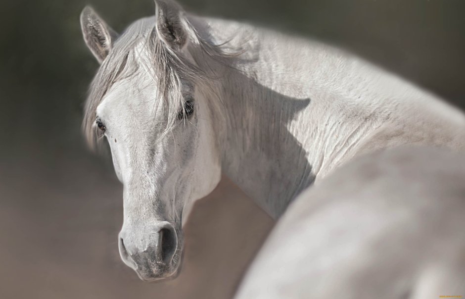 Gypsy Vanner лошадь