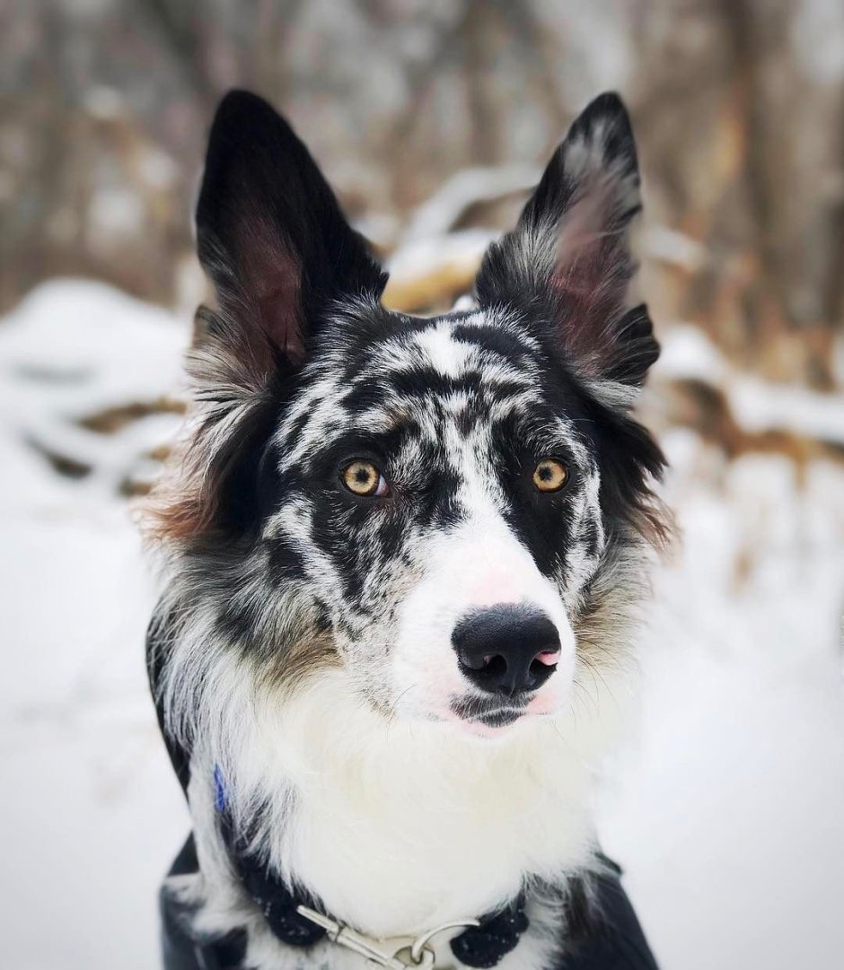 Бордер колли Brindle
