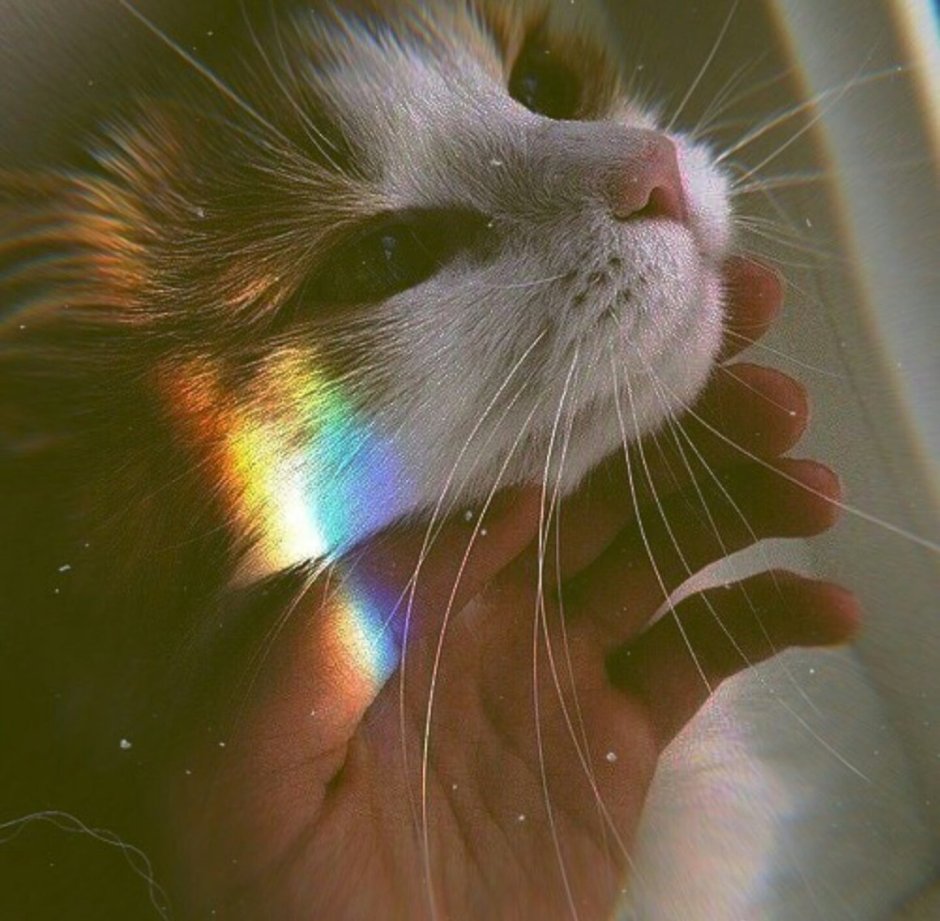 Коты сохры