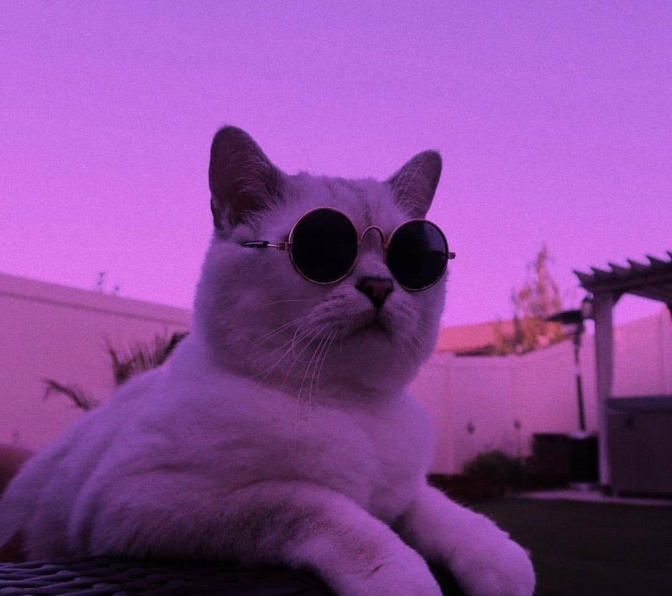 Коты Эстетика фиолетового