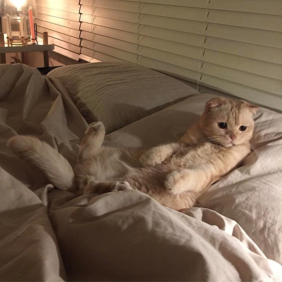 Кот в кровати