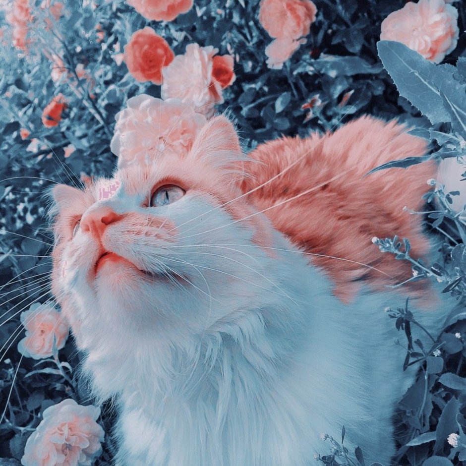 Эстетичные котики