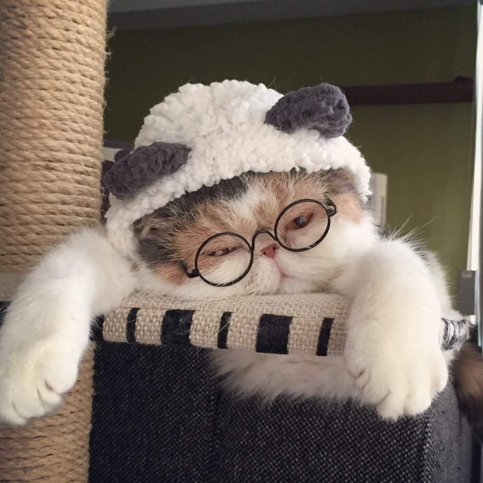 Милые котики в шапочках