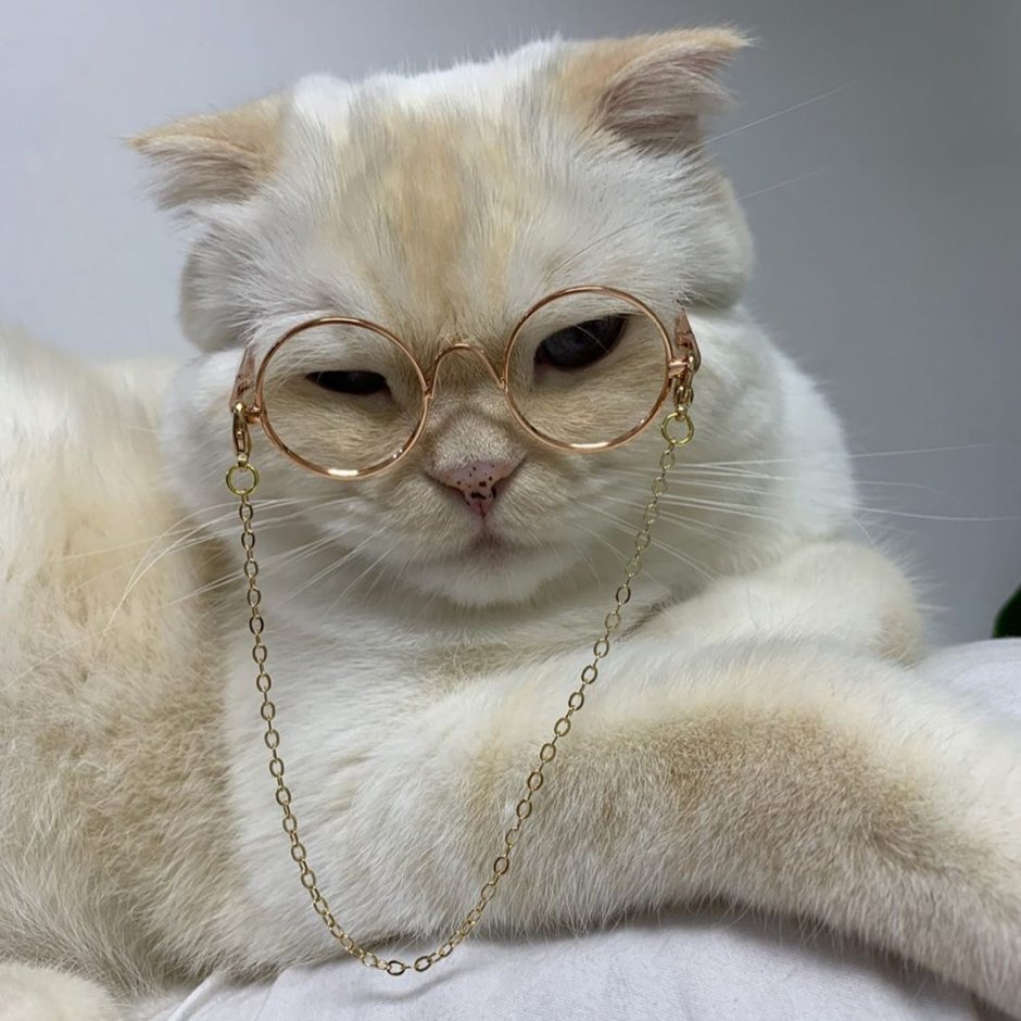 Кот в очках Эстетика