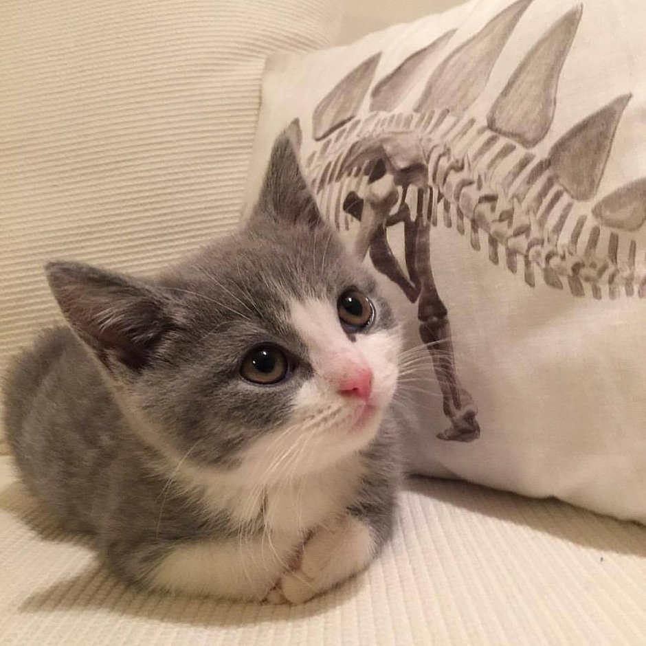 Котенок тумблер
