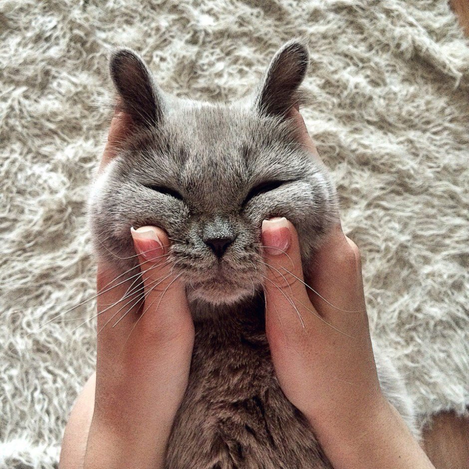 Котики сохры