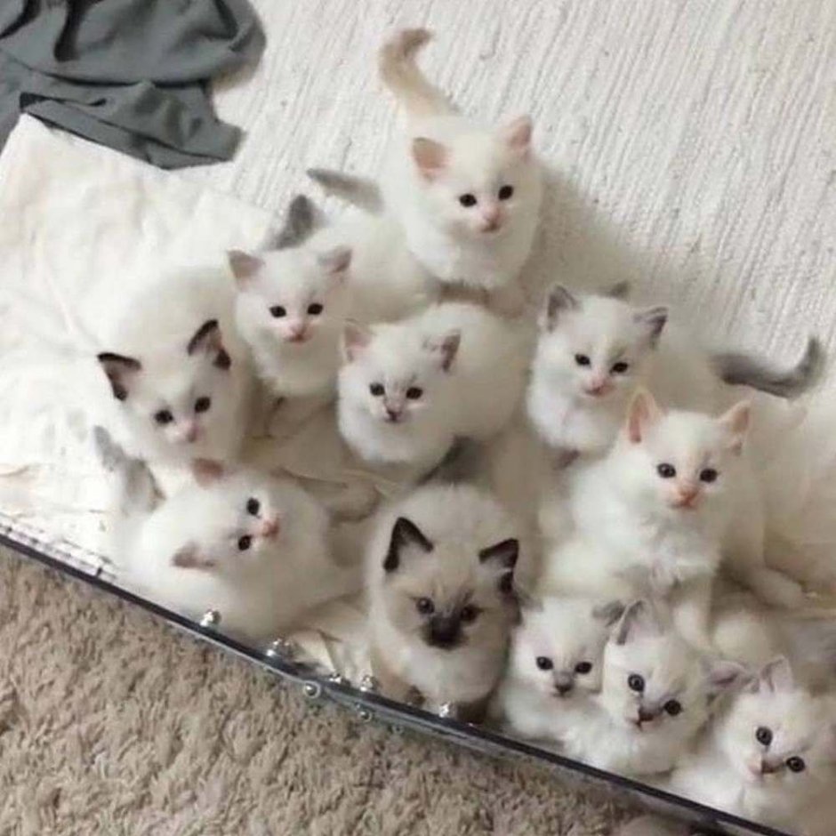Очень много котят