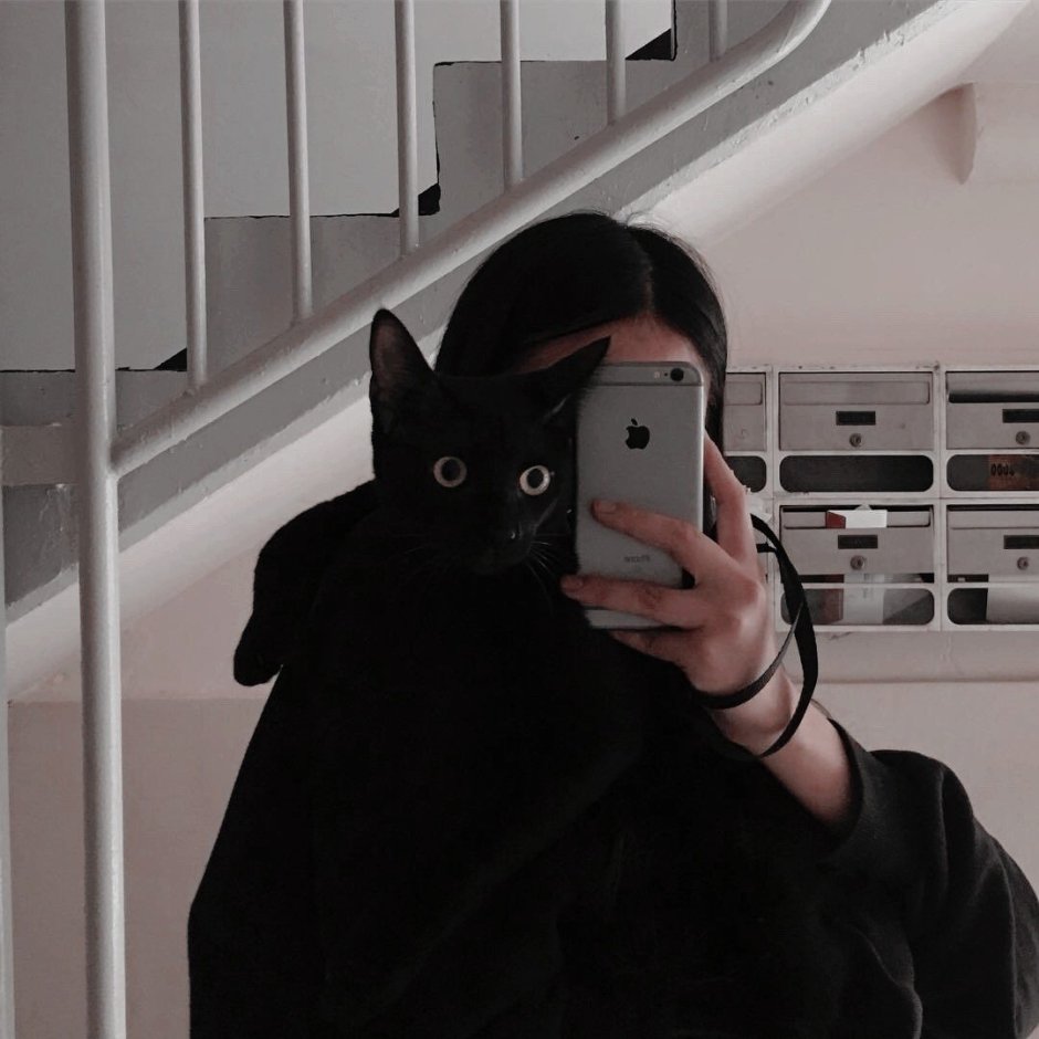 Сохры котики черные
