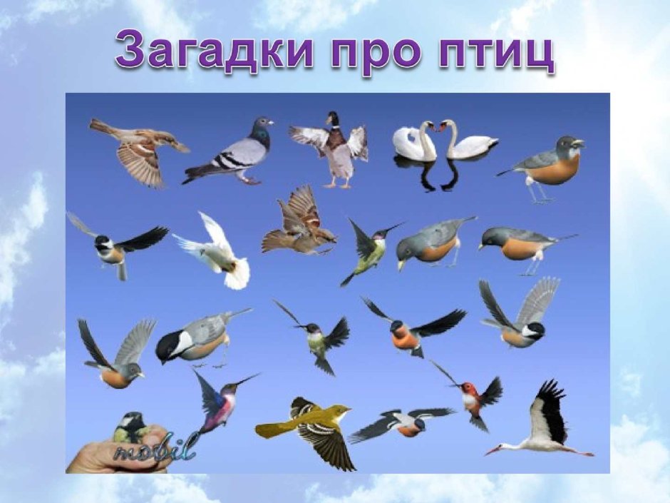 Перелетные птицы Южного Урала