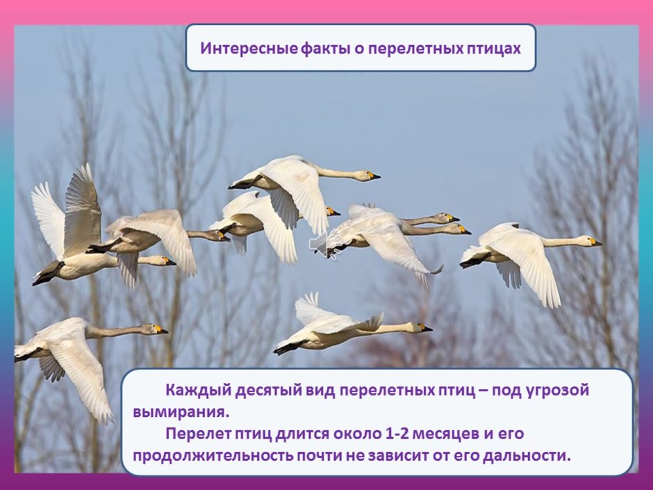 Лексическая тема зимующие птицы в старшей группе для родителей