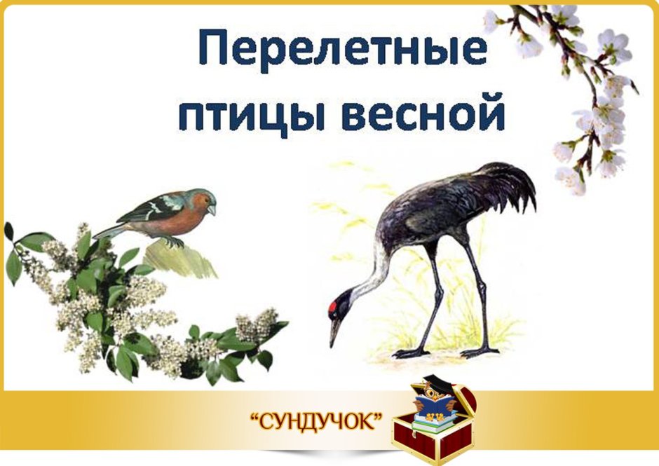 Зимующие и перелетные птицы Красноярского края