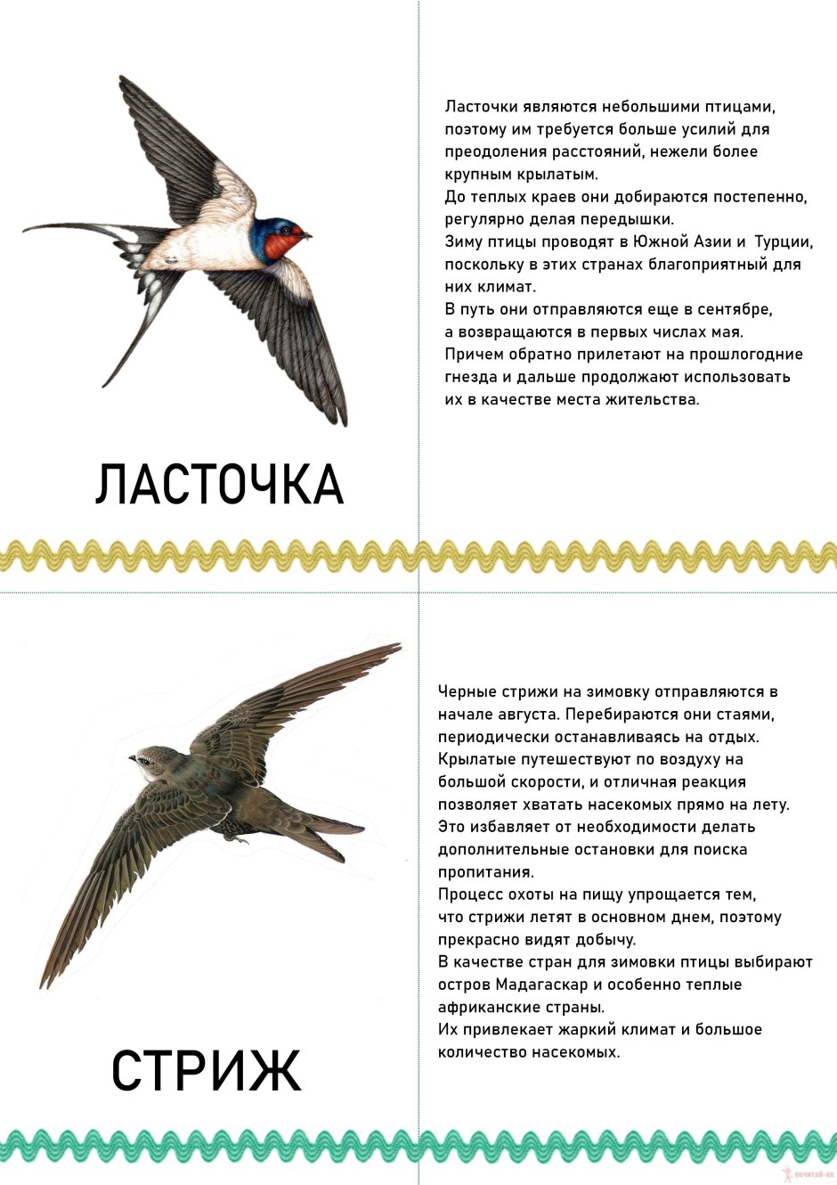 Миграция Стерхов