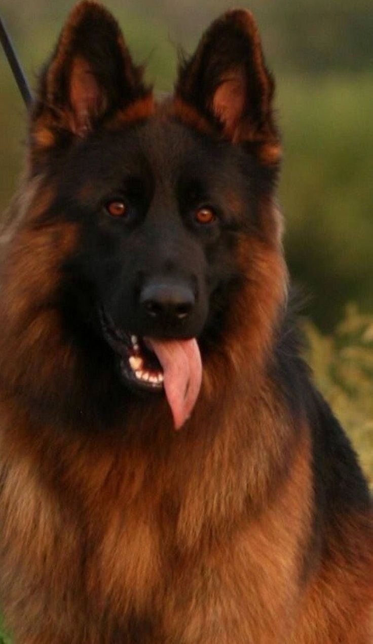 Австралийская овчарка коричневая