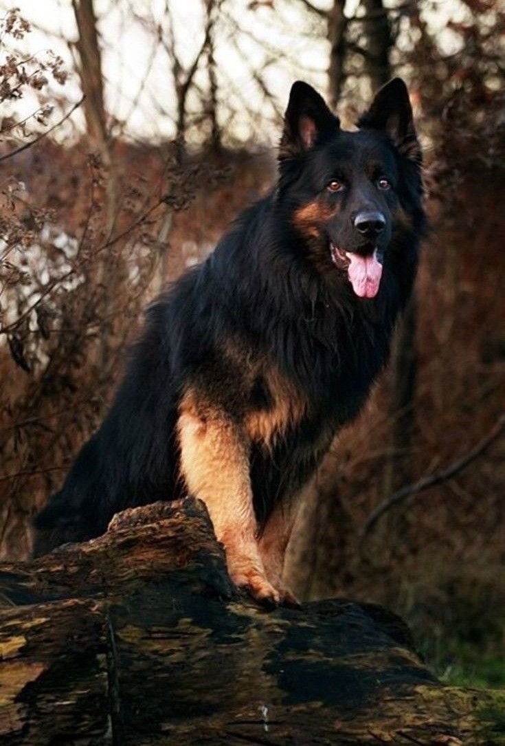 Веселая овчарка