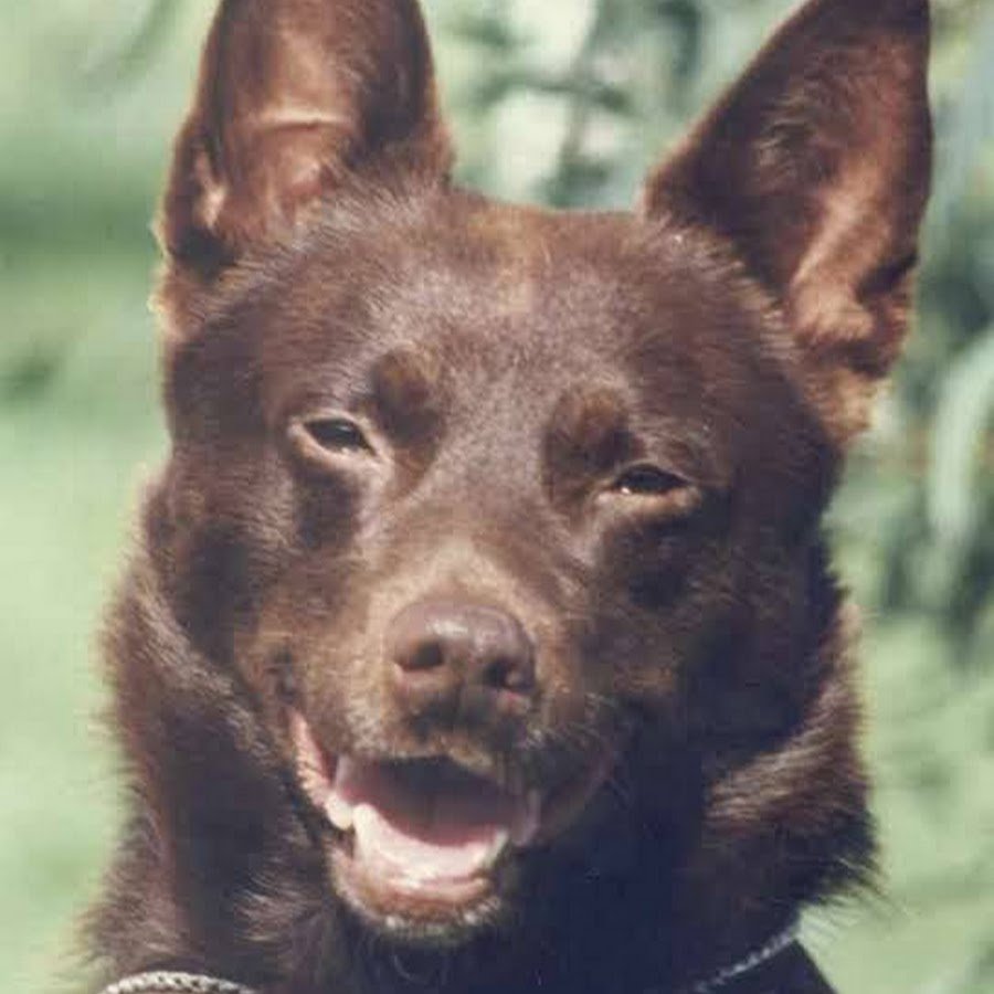 Подвиды немецких овчарок