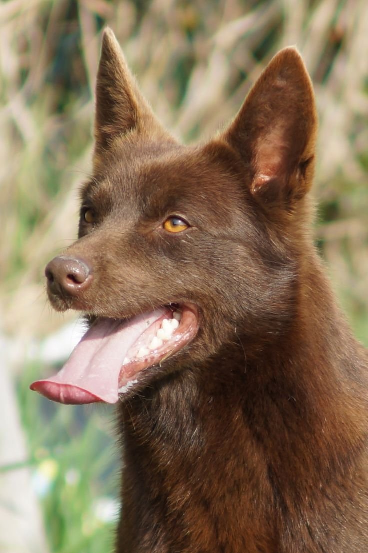 Шилонская овчарка