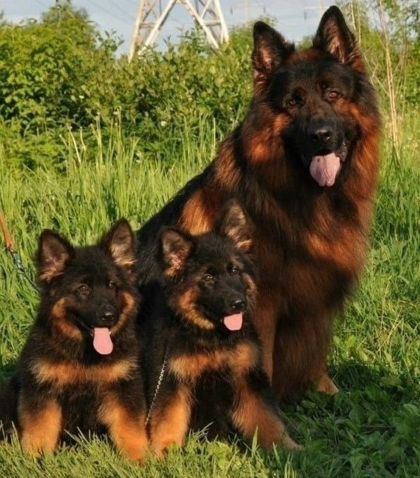 Немецкая овчарка длинношерстная