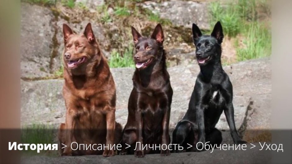 Немецкая овчарка девочка