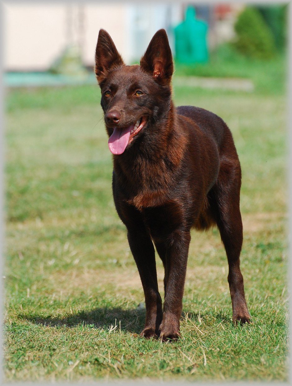 Немецкая овчарка шоколадный окрас дллинащерстная