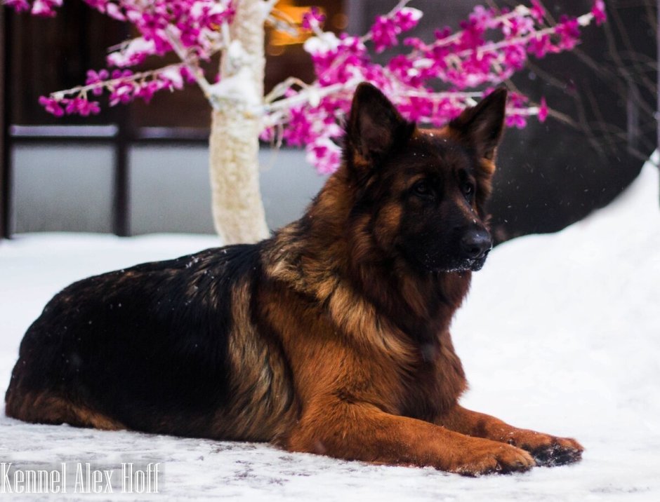 Австралийская овчарка келпи