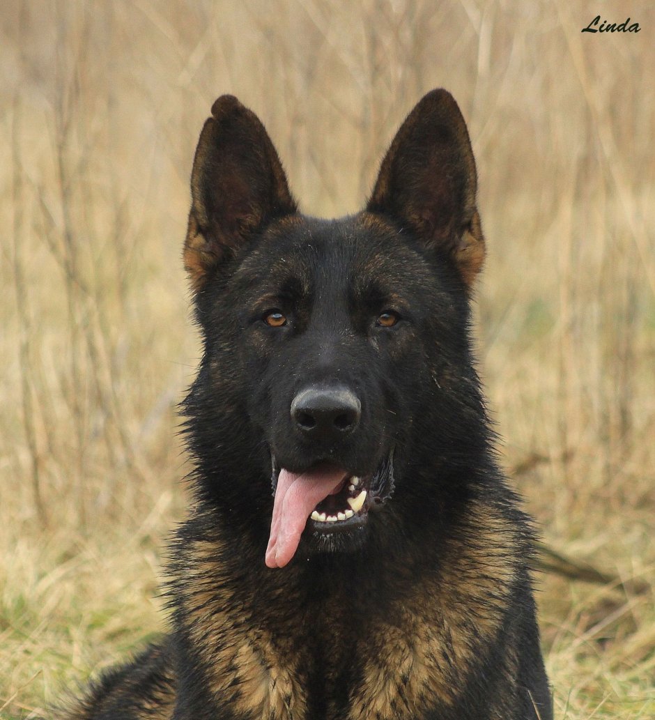 Австралийский келпи голубой