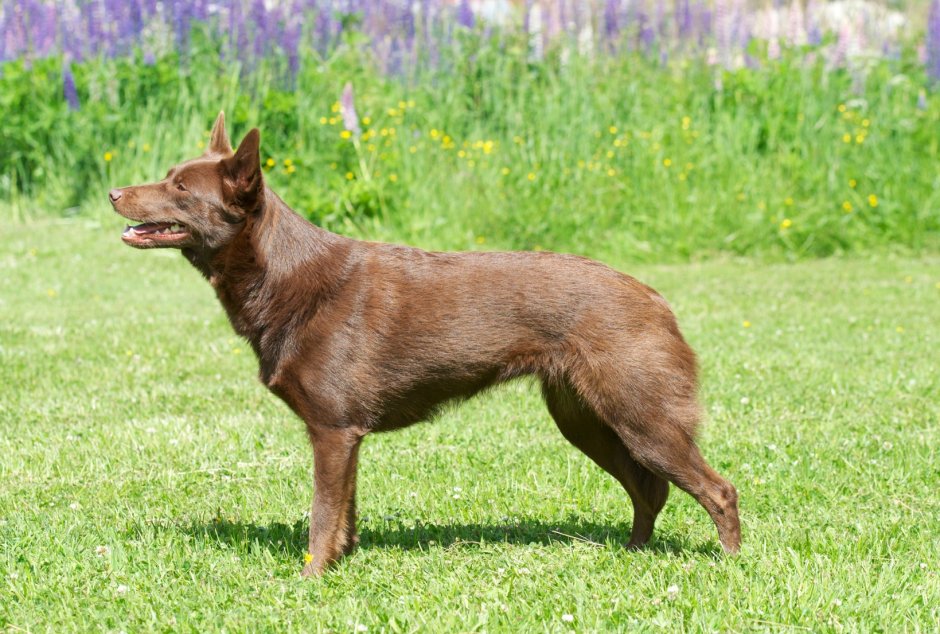 Коричневая овчарка Шеферд