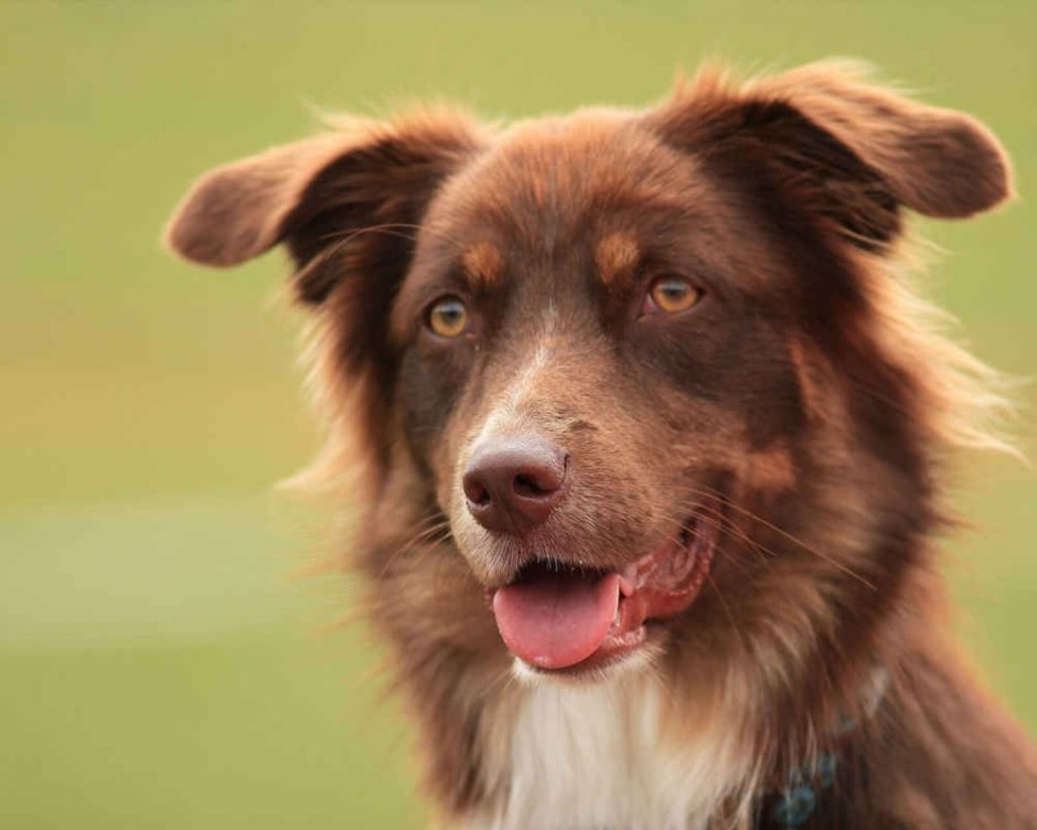 Длинношерстная овчарка чепрак