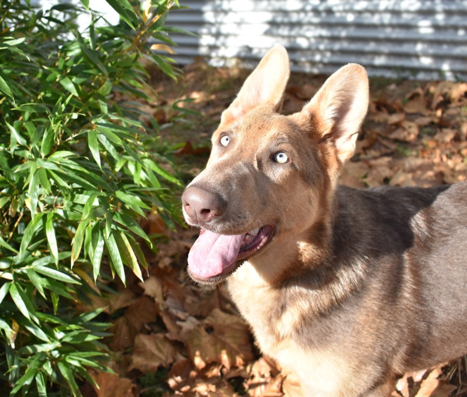 Австралийская овчарка кули