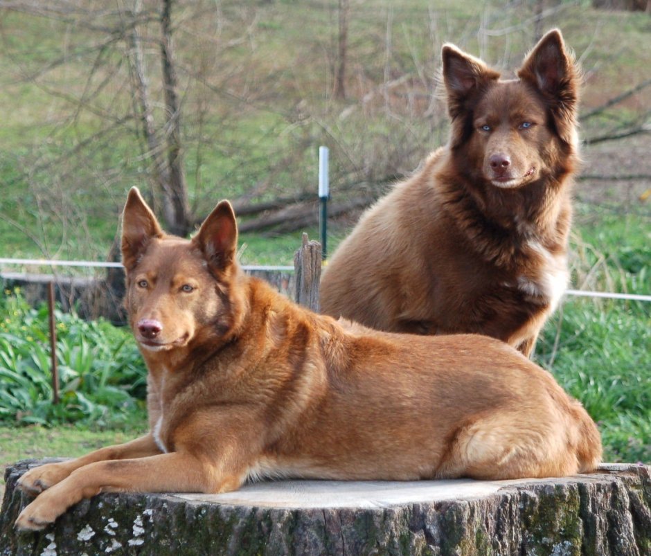 Австралийский келпи рыжий