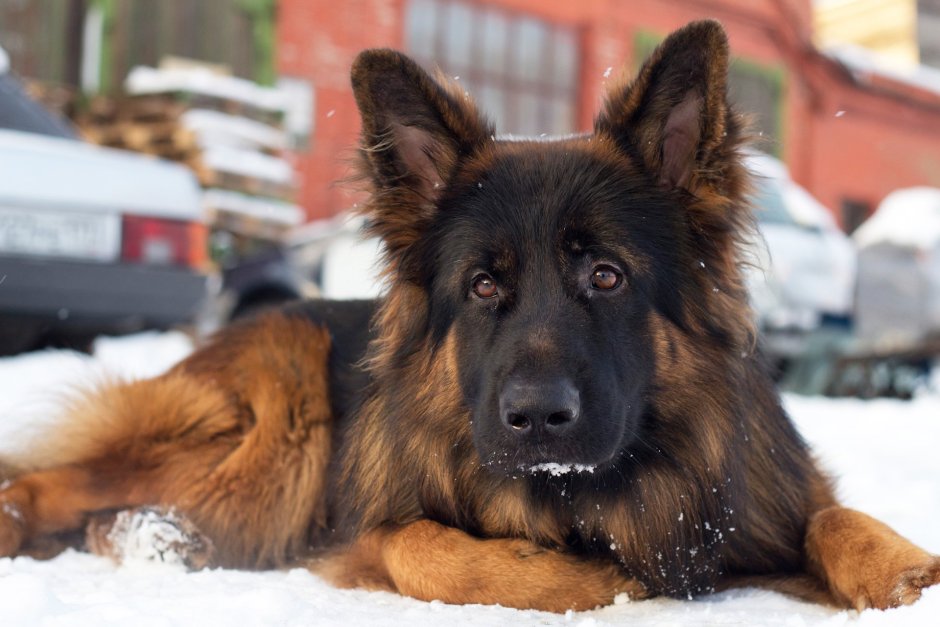 Овчарка келпи