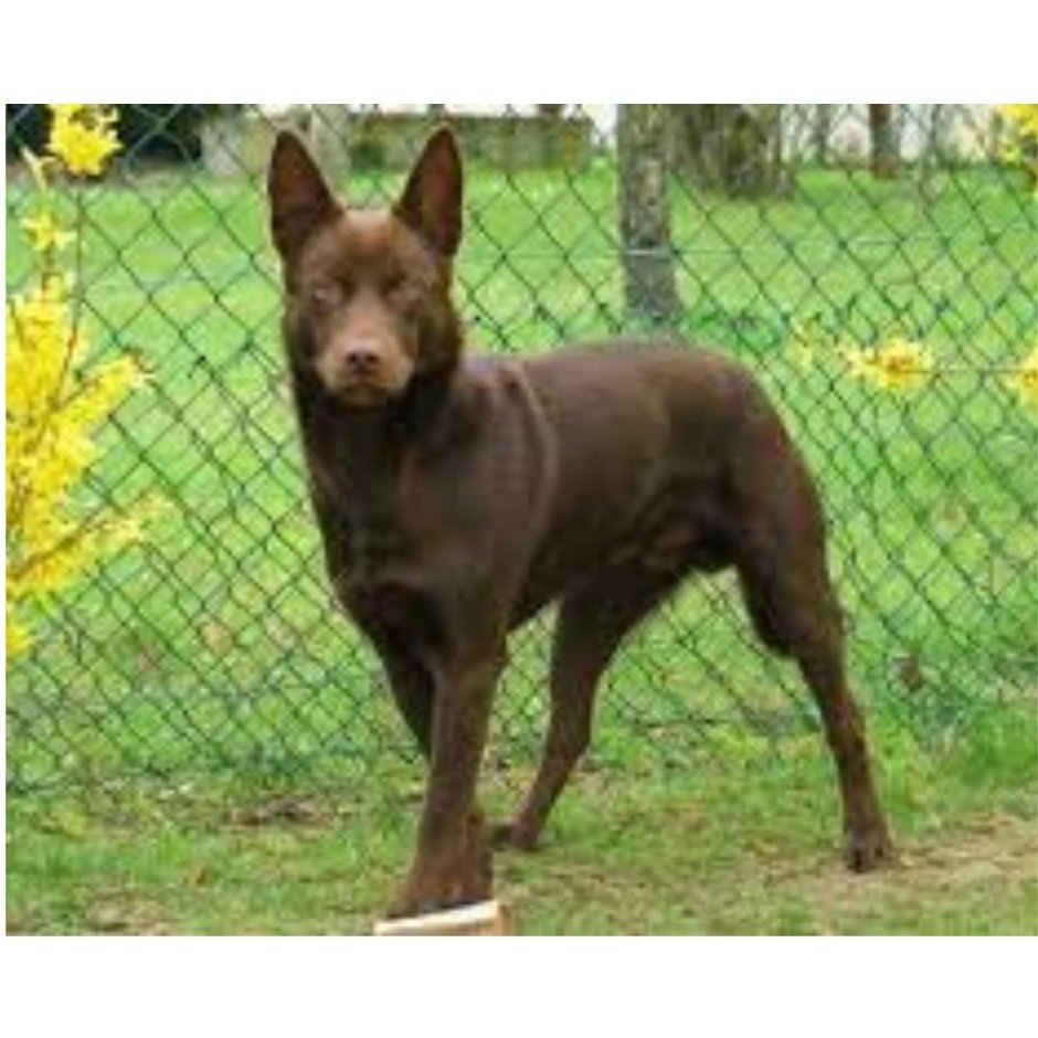 Немецкая овчарка шоколадного окраса