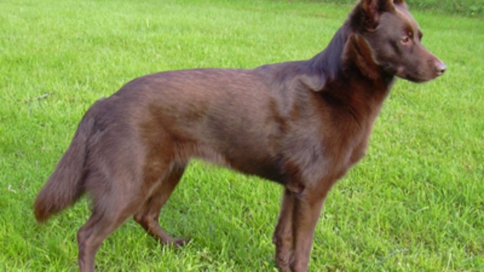 Австралийский келпи шоколадный