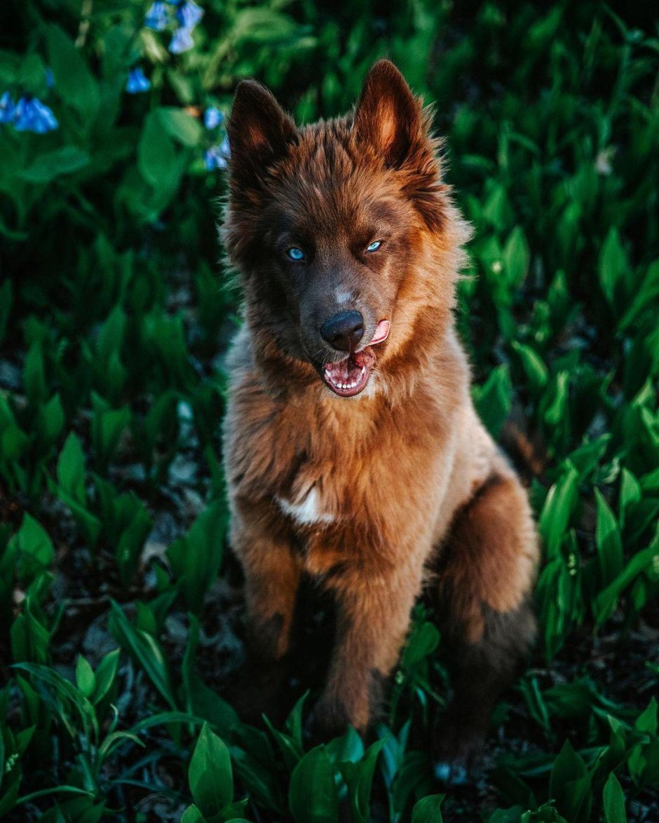 Австралийская овчарка келпи