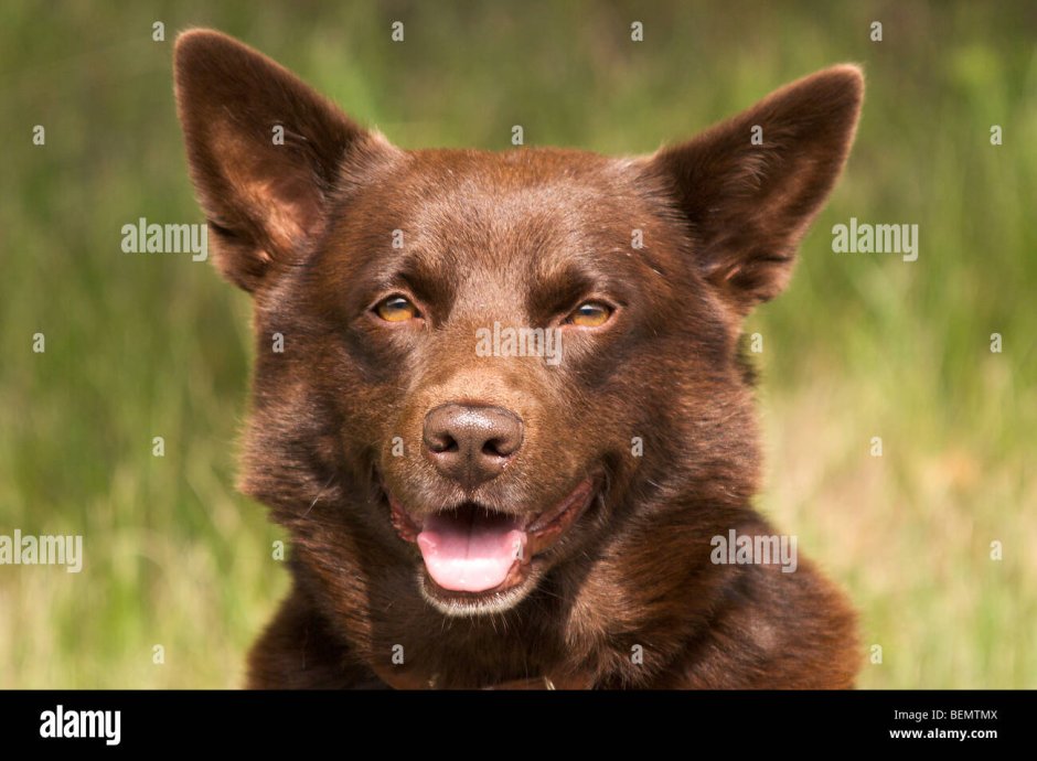 Австралийский келпи