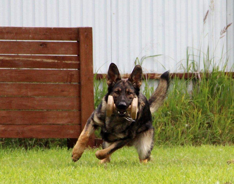 Малинуа овчарка Бельгийская овчарка