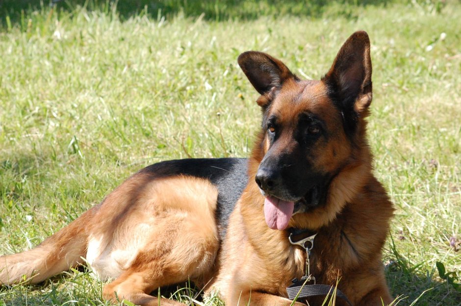 Немецкая овчарка шоколадного окраса