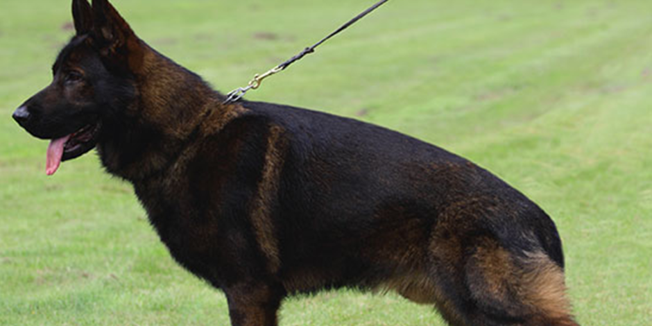 Немецкая овчарка чёрно зонарного окраса