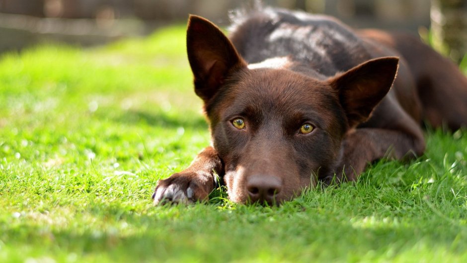 Немецкая овчарка Вольф