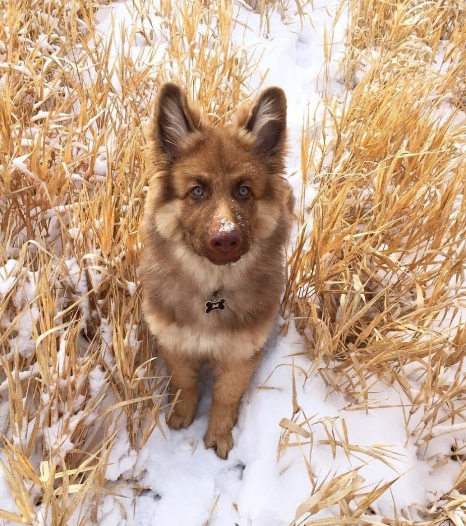 Рыже зонарная немецкая овчарка