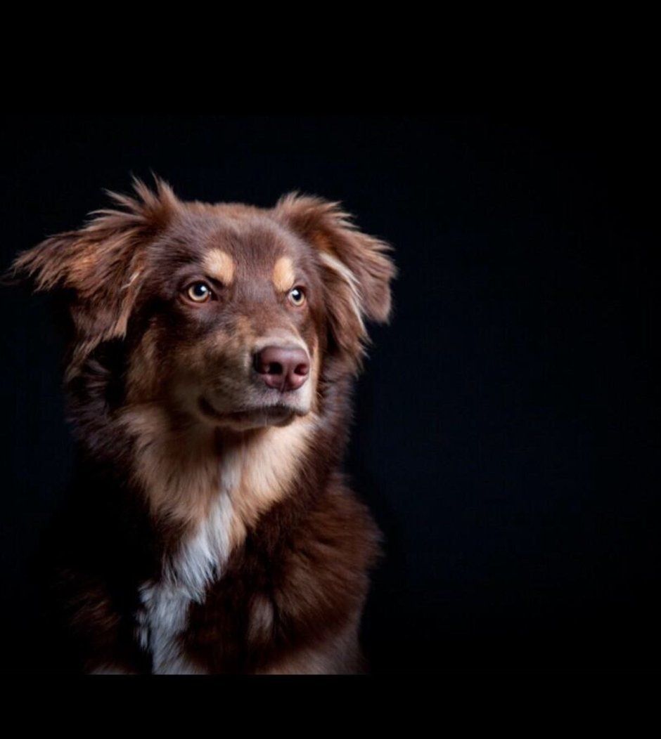 Паттердейл терьер коричневый