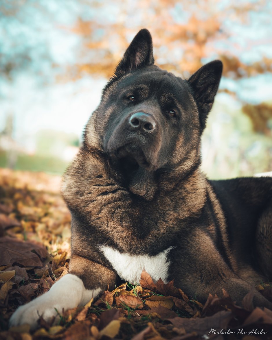 Немецкая овчарка зонарного окраса