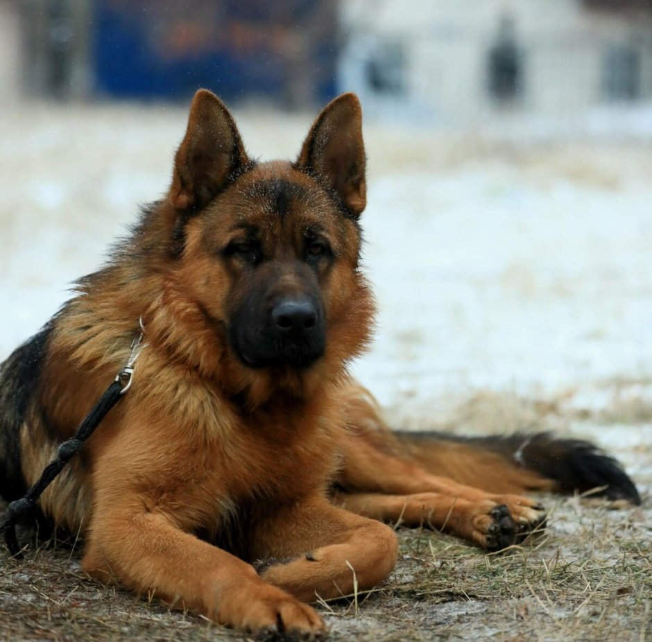 Чистая немецкая овчарка