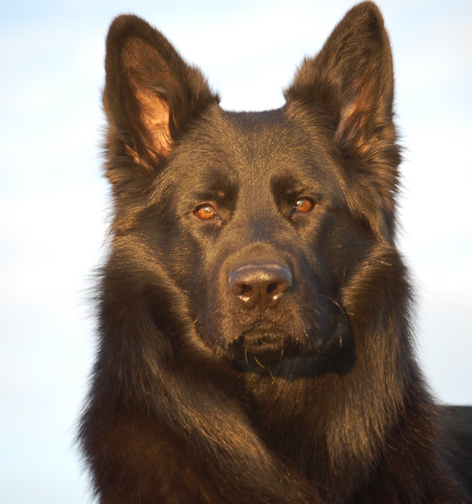 Немецкая овчарка ярко рыжая чепрак