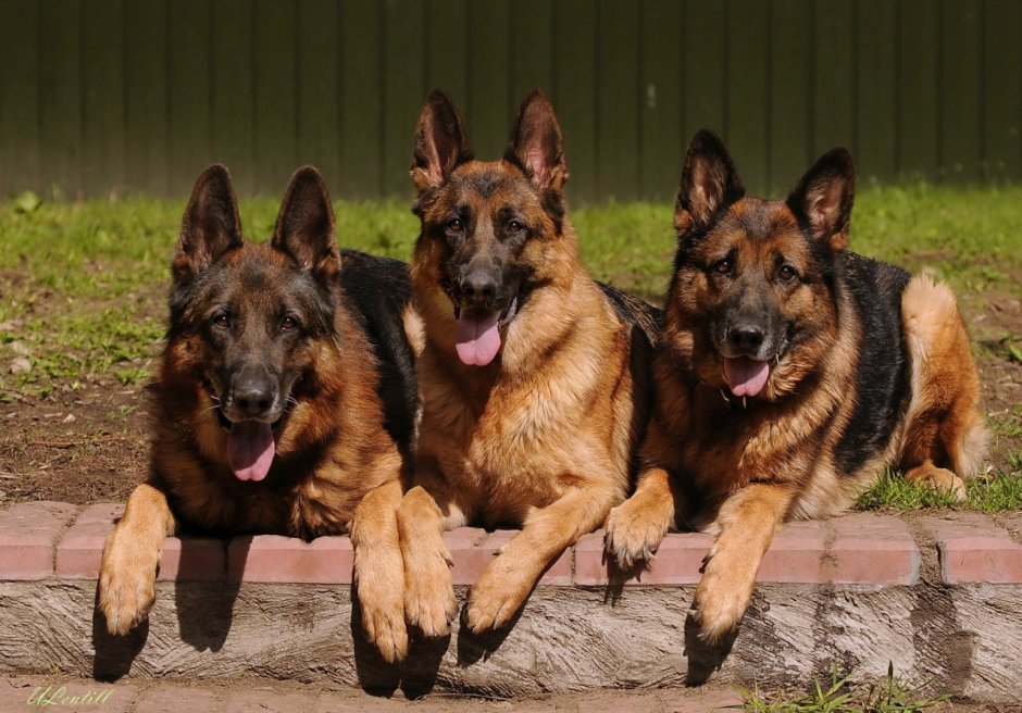 Овчарка Дауфмана