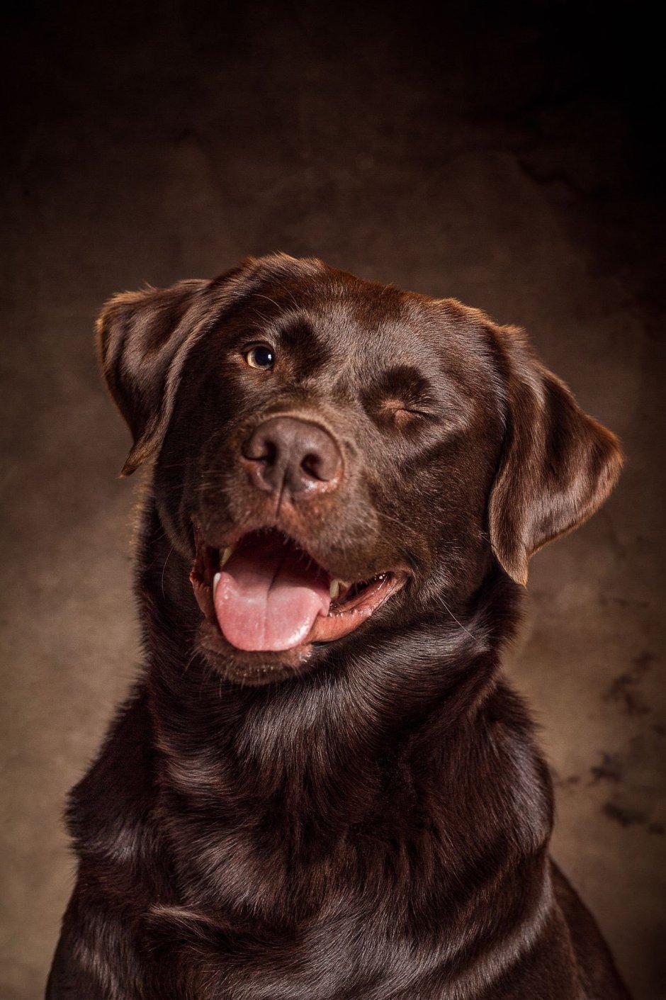 Австралийская овчарка аусси коричневая