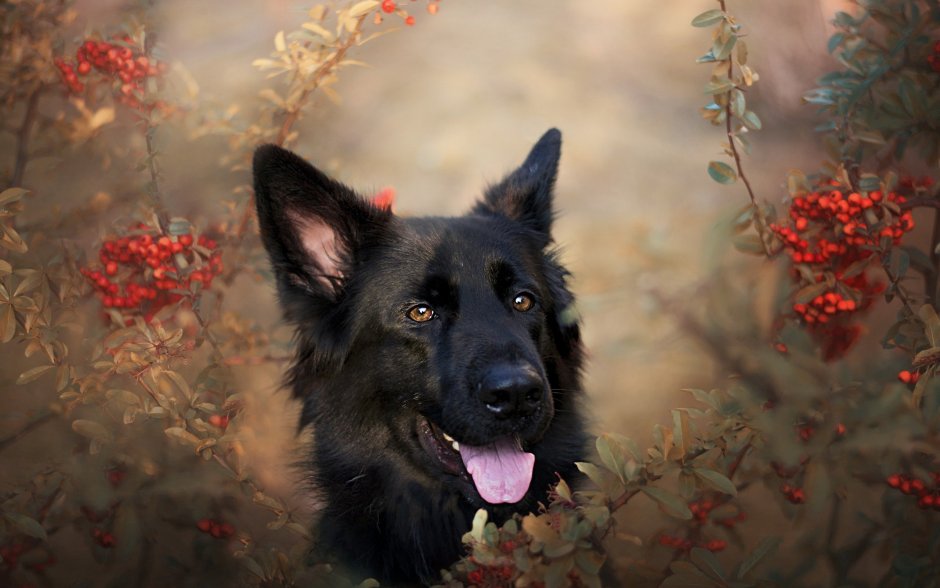 Чистокровная немецкая овчарка щенок