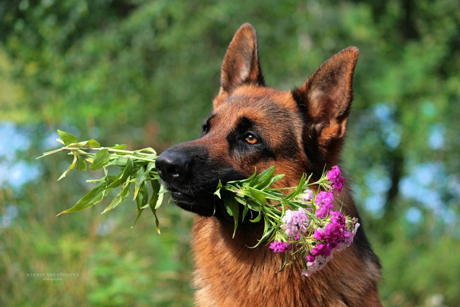 Sobaka.lv немецкая овчарка